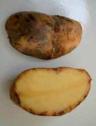phytophthora infestans 2
