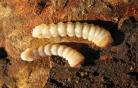 Larve ovalisia festiva
