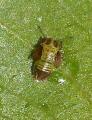 larve Cacopsylla pyri