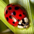 Harmonia axyridis