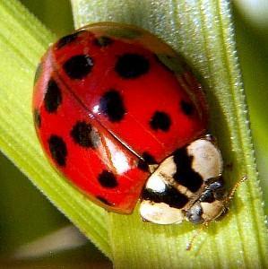 Harmonia axyridis