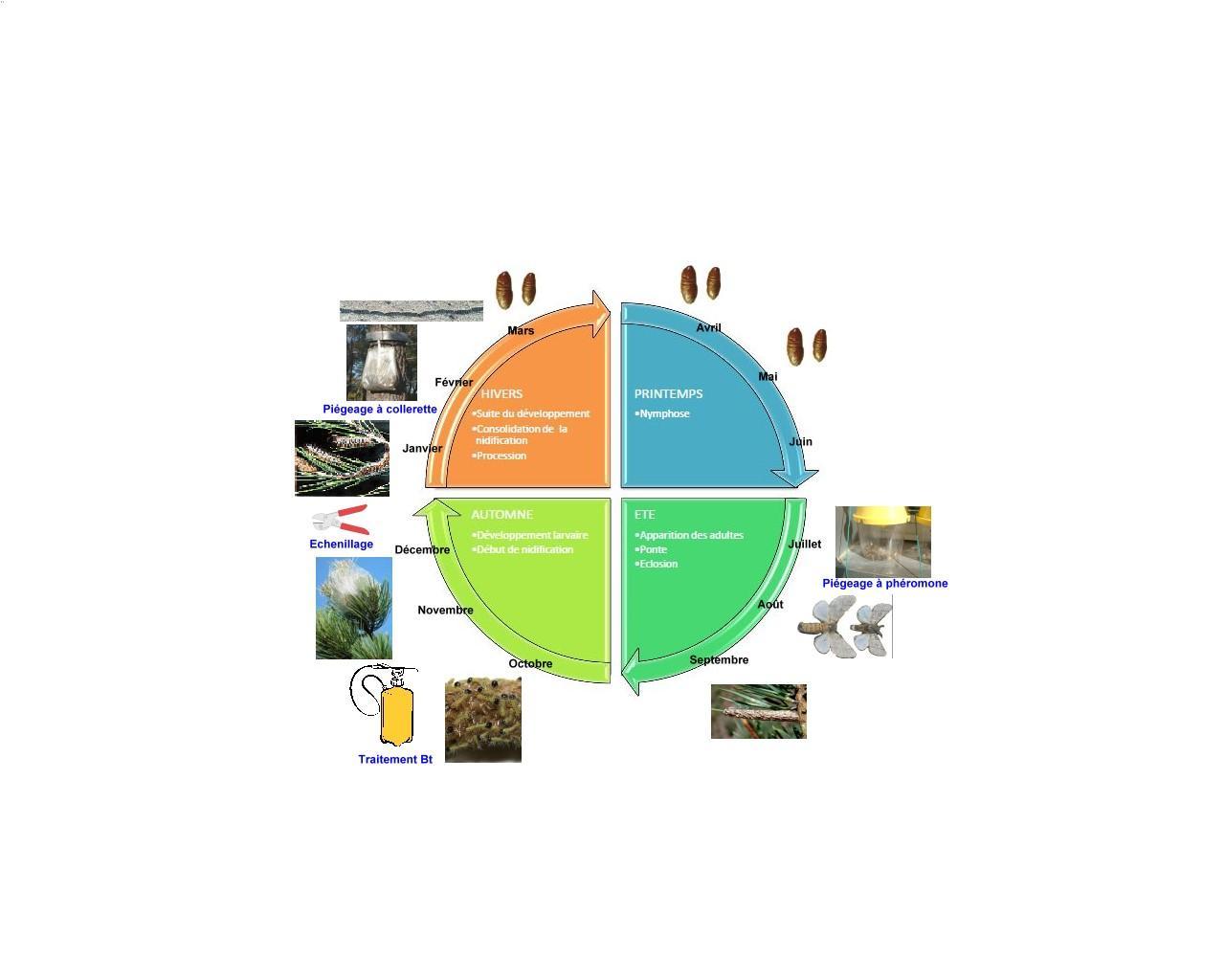 cycle processionnaires