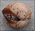Bivalves (2953)