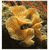 Bryozoaires (586)