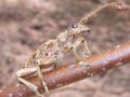 Rhagium sycophanta Image 1