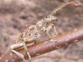 Rhagium sycophanta Image 1