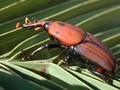 Rhynchophorus ferrugineus Image 1