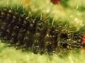 Stethorus punctillum Image 2