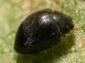 Stethorus punctillum Image 1