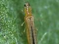 Thrips simplex Image 1