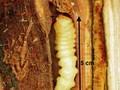Anoplophora glabripennis Image 1
