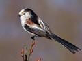 Aegithalos caudatus Image 1