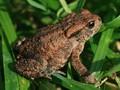 Bufo bufo Image 2