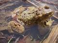 Bufo bufo Image 1