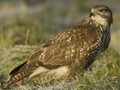 Buteo buteo Image 1