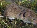 Microtus agrestis Image 1