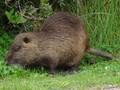 Myocastor coypus Image 1
