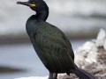Phalacrocorax aristotelis Image 1