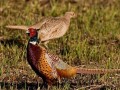 Phasianus colchicus Image 1
