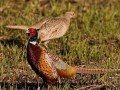 Phasianus colchicus Image 1