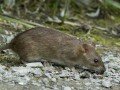 Rattus norvegicus Image 1