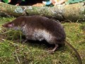 Sorex coronatus Image 1