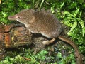 Sorex minutus Image 1