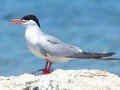 Sterna hirundo Image 1