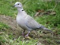 Streptopelia decaocto Image 1