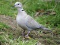 Streptopelia decaocto Image 1