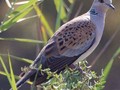 Streptopelia turtur Image 1