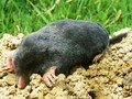 Talpa europaea Image 1