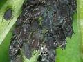 Aphis fabae Image 1