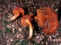 Cortinarius orellanus Image 1