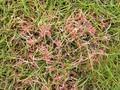 Limonomyces roseipellis Image 1