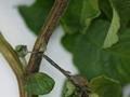 Phytophthora infestans Image 1