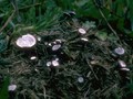 Poronia punctata Image 1