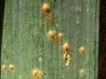 Puccinia allii Image 1
