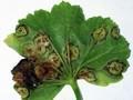 Puccinia pelargonii-zonalis Image 1
