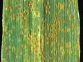 Puccinia recondita Image 1