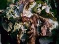 Sclerotinia sclerotiorum Image 1