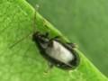 Phyllotreta spp. Image 1