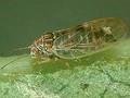 Cacopsylla pyri Image 1