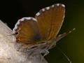 Cacyreus marshalli Image 1