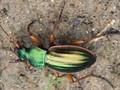 Carabus auratus Image 1