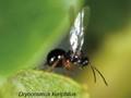 Dryocosmus kuriphilus Image 1