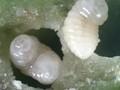 Dryocosmus kuriphilus Image 2