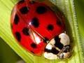 Harmonia axyridis Image 2