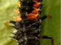 Harmonia axyridis Image 3