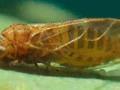 Acizzia jamatonica Image 1